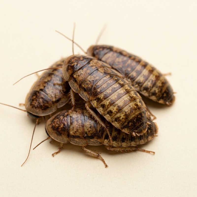 Blattes dubia (Blaptica dubia)